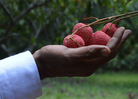 Litchi Chinensis